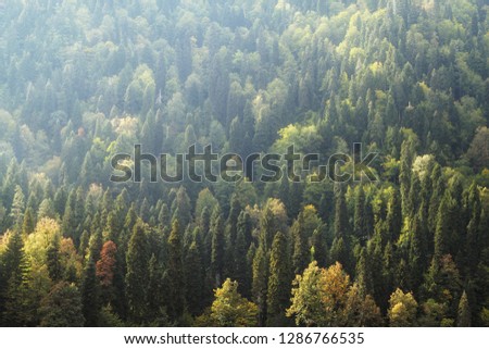 view of the autumn forest in the misty haze illuminated by the sun