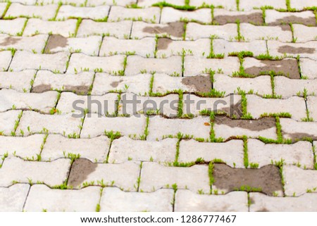 Green grass growing on the pavement tiles in the park