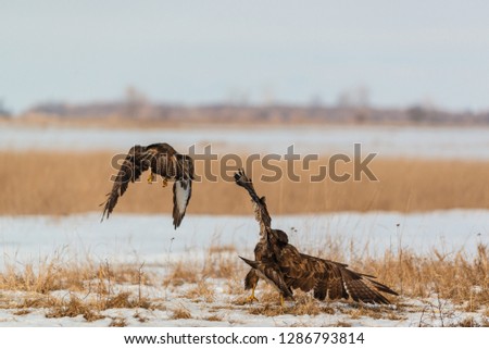 Common buzzards fighting on the snow