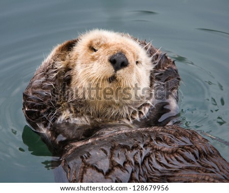 Otter with personality posing with flippers behind head, Morro Bay Harbor, California Royalty-Free Stock Photo #128679956