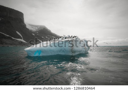 A Group Of Adelie Penguins standing on an  iceberg in Antarctica 
