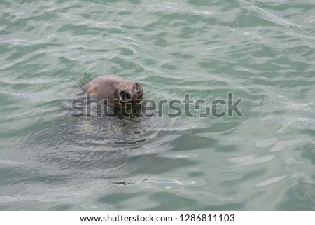 Funny picture of a seal, grey seal. Only his nose is visible out of the water. Howth, Ireland.