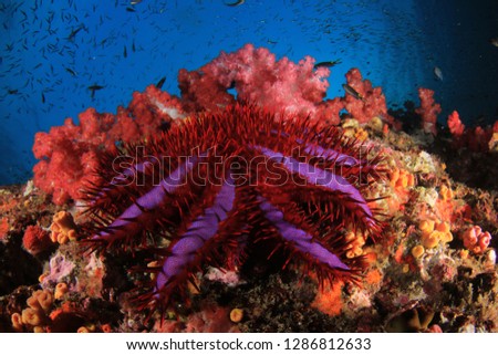 Crown-of-thorns Starfish eating coral 