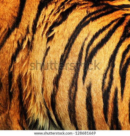 Tiger fur Royalty-Free Stock Photo #128681669