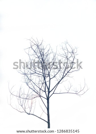 tree isolated on white background. 