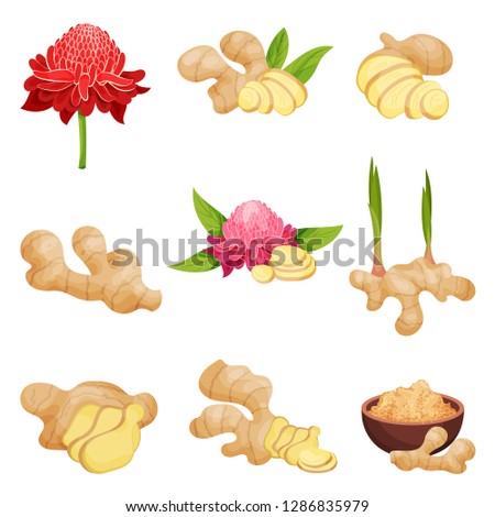 Flat vector set of ginger icons. Fresh roots with slices, flowers and powder. Aromatic spice. Natural food Royalty-Free Stock Photo #1286835979