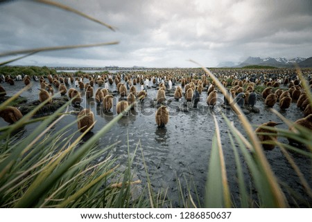 Colony of king penguin chicks - lonely Penguin chick