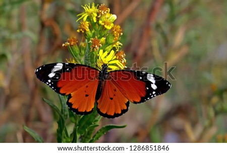 Sultan butterfly on plant ; Danaus chrysippus butterfly  Royalty-Free Stock Photo #1286851846