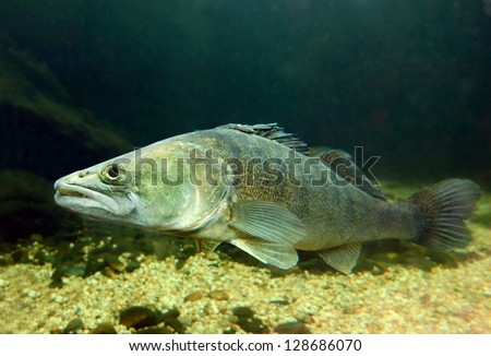 Underwater photo of The Pike Perch (Sander Lucioperca). Royalty-Free Stock Photo #128686070