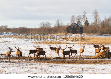 Beautiful view of deers standing in a countryside field.