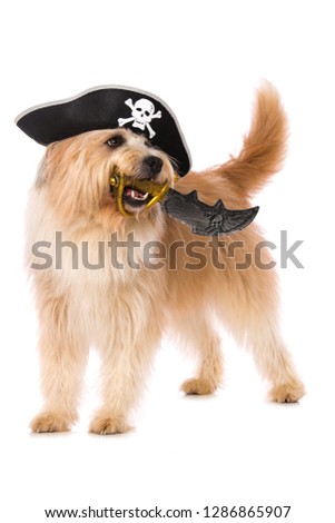 Adult elo dog as a pirate on white background
