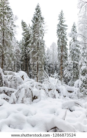 Beautiful fairy spruce forest in winter. Russia, 2019