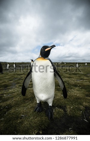 King Penguin Portrait - Majestic Animal with dramatic sky