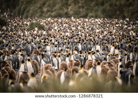 Big Mass of hundreds of thousand king penguins with chicks