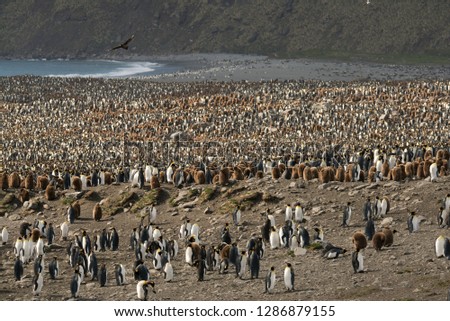 Mass Of King Penguins in South Georgia