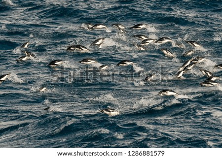 Group of hunting penguins in the water