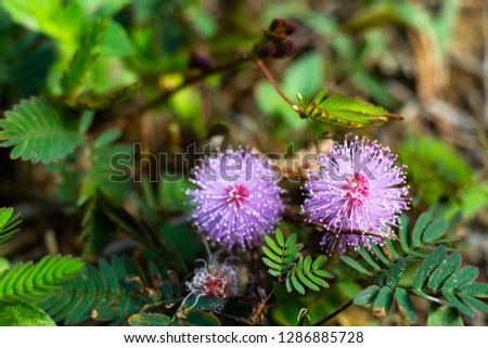 Sensitive plant, Sleepy plant, The touch-me-not, Mimosa pudica plants and  purple flower, Close up & Macro shot, Selective focus, Abstract background