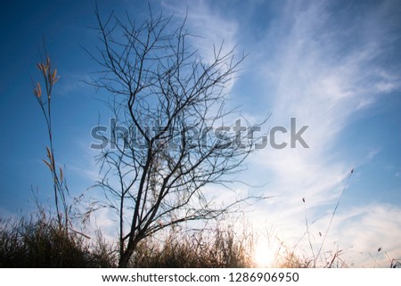The sky, the silhouette of a cloudy tree