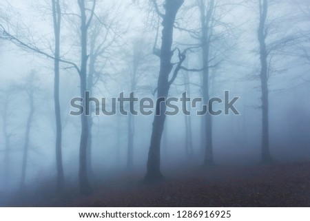 bule foggy forest, misty trees