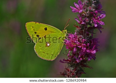beautiful grandeur ; Colias alfacariensis butterfly