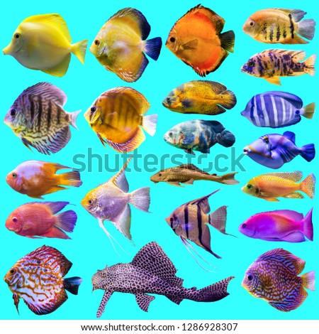 Twenty-one aquarium fish. Isolated photo on blue background. Website about nature , aquarium fish, life in the ocean .