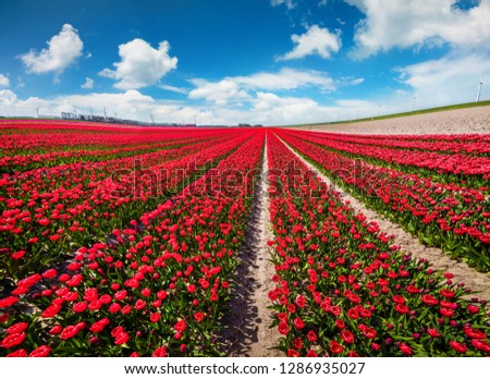 Electric wind turbines in the field of blooming tulip flowers. Sunny spring scene in the Holland. Colorful morning view of the flower farm, Espel village location, Netherlands, Europe. 