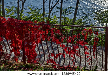 Natural background from autumnal foliage of red leaves tree on the Black Sea coast  in ancient city Nessebar or Mesembria, Bulgaria, Europe