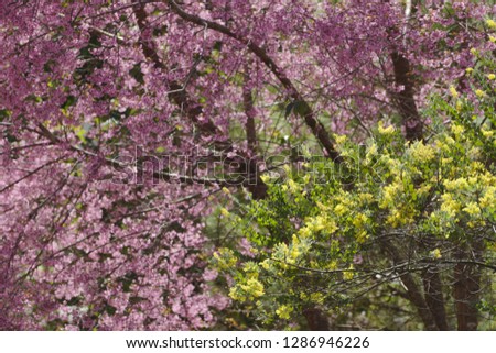 sakura flower blossom, symbol flower of dalat city and tet holiday, also indicates for coming spring