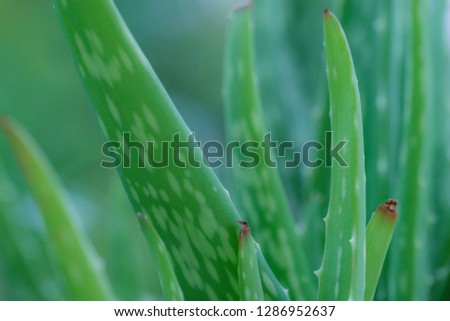 Close up of aloe vera tree fresh and green leaves have medicinal properties. Royalty high-quality free stock photo image of fresh medicinal aloe vera plant in garden. Macro photo with copy space