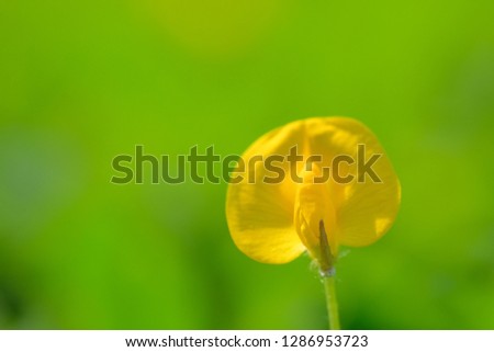 Yellow flower pinto peanut or Arachis pintoi. Royalty high-quality free stock photo image macro photography of Pinto Peanut or Arachis pintoi isolated on nature background. Small yellow flower grass