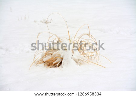 a yellowish grass bush covered with snow