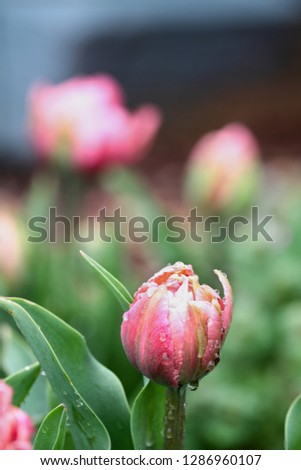 Beautiful double ruffled pink tulip , Angelique tulips, with rain drops growing in a garden. Selective focus with soft blurred background.