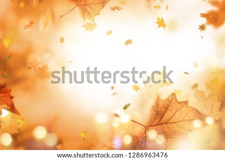 Background autumn leaf landscape in autumn with maple leaves and sunlight and bokeh feeling golden sun