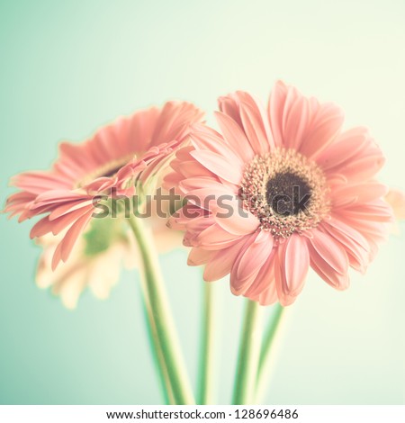 Two Pale Pink Flowers