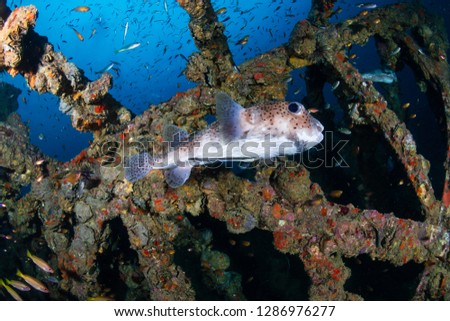 Porcupinefish on a tropical shipwreck