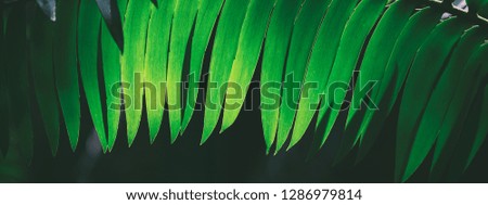 Dark fern leaves panoramic background image 