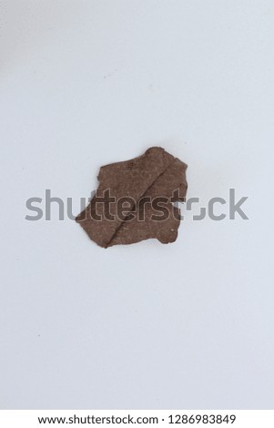 Dried leave with white background.