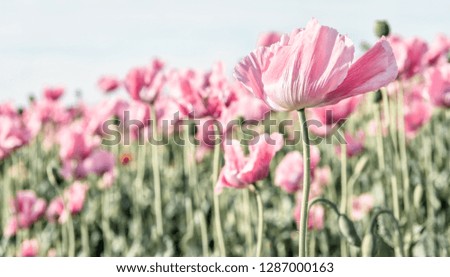 High key closeup image of a pink poppy blowing in the wind.