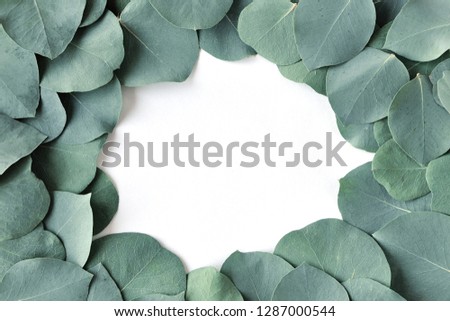Fresh eucalyptus leaves. Flat lay, top view. Nature green Eucalyptus leaves  background 