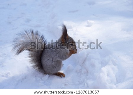 Squirrel in the snow. 