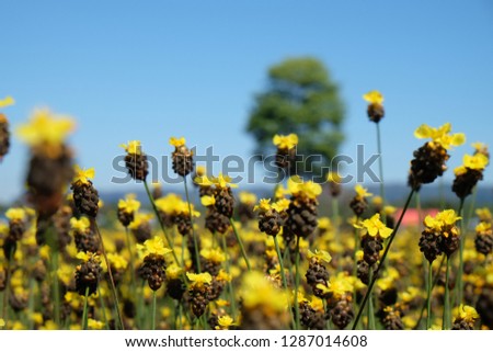 yellow field flower in the nature and bluesky background