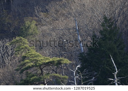 Steller's sea-eagle flying to Lake Biwa