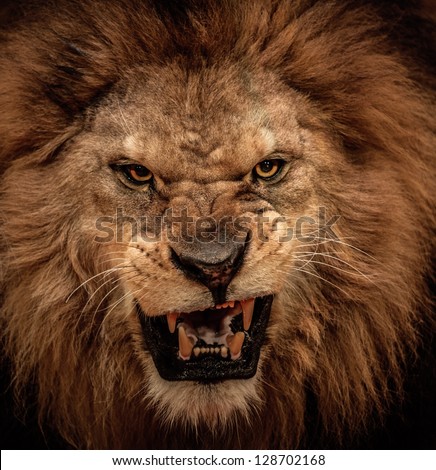 Close-up shot of roaring lion Royalty-Free Stock Photo #128702168