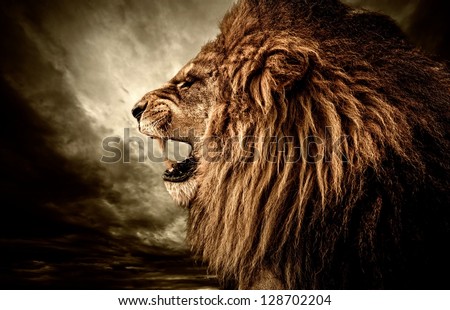 Roaring lion against stormy sky Royalty-Free Stock Photo #128702204