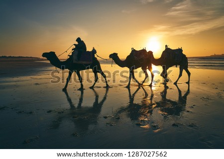 Camels at the beach of Essaouira at the sunset. Essaouira is located at the coast of Atlantic Ocean of Western Morocco.       