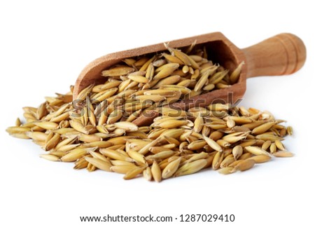 Oat seeds (Avena sativa) also known as the common oat in wooden scoop isolated on white background Royalty-Free Stock Photo #1287029410