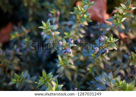 blue berries of Myrtus communis shrub