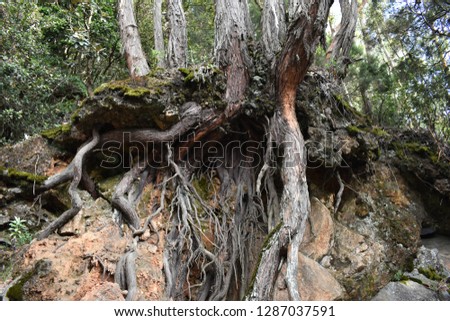 Old Tree Roots on rock and sand  Royalty-Free Stock Photo #1287037591