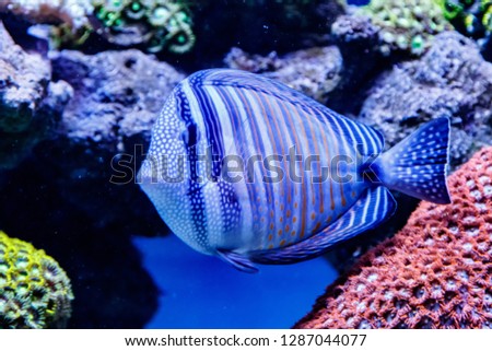 Fish Striped Surgeon Acanthurus lineatus
close up