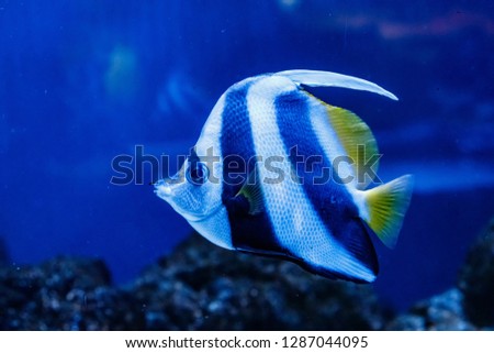 Fish Red Sea Kabuba Heniochus intermedius
close up